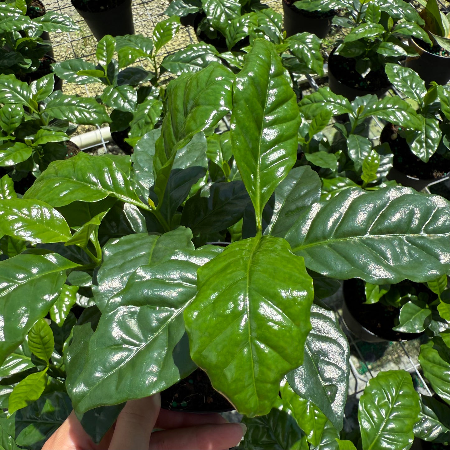 Coffee Plant Arabica 6”