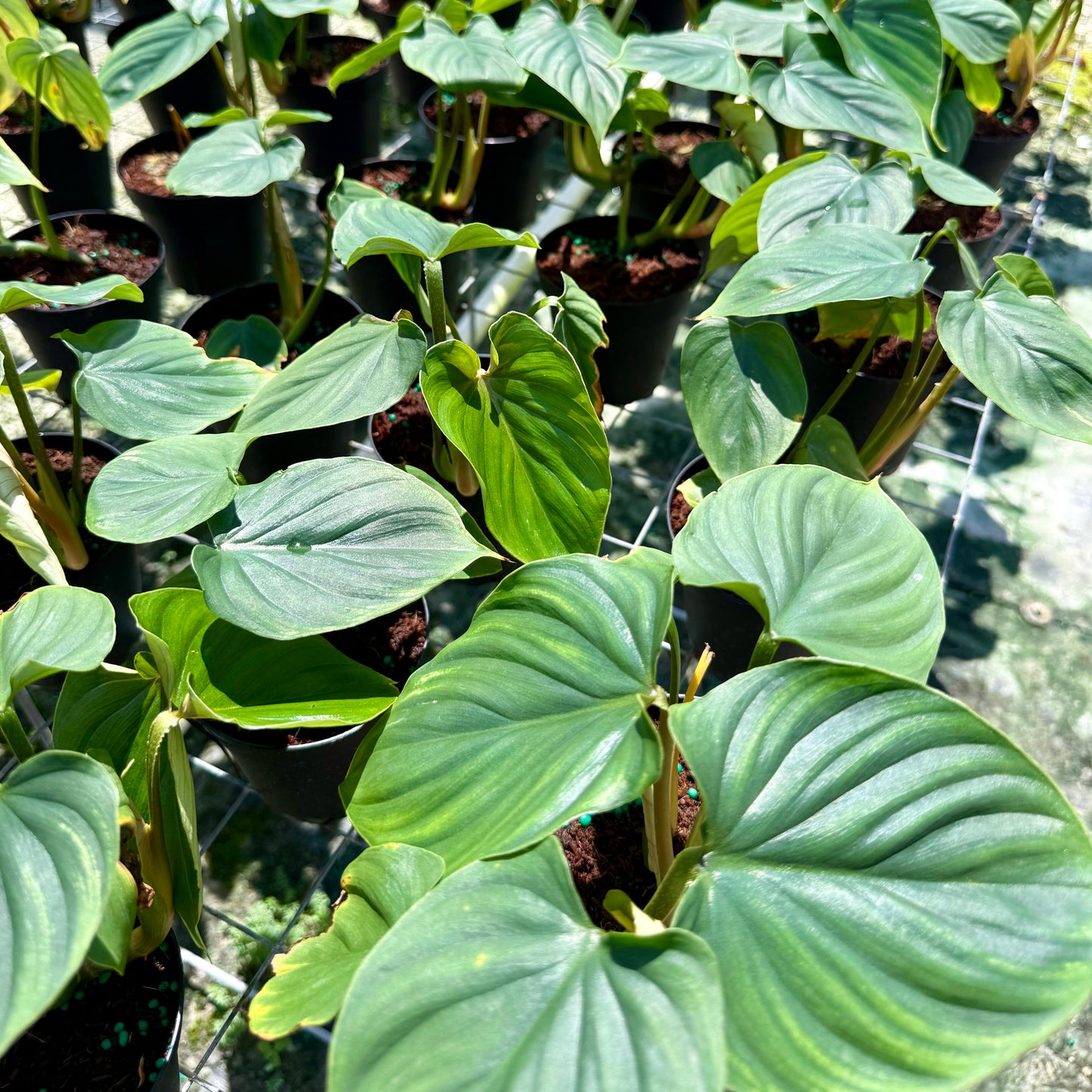 Philodendron plowmanii 4”