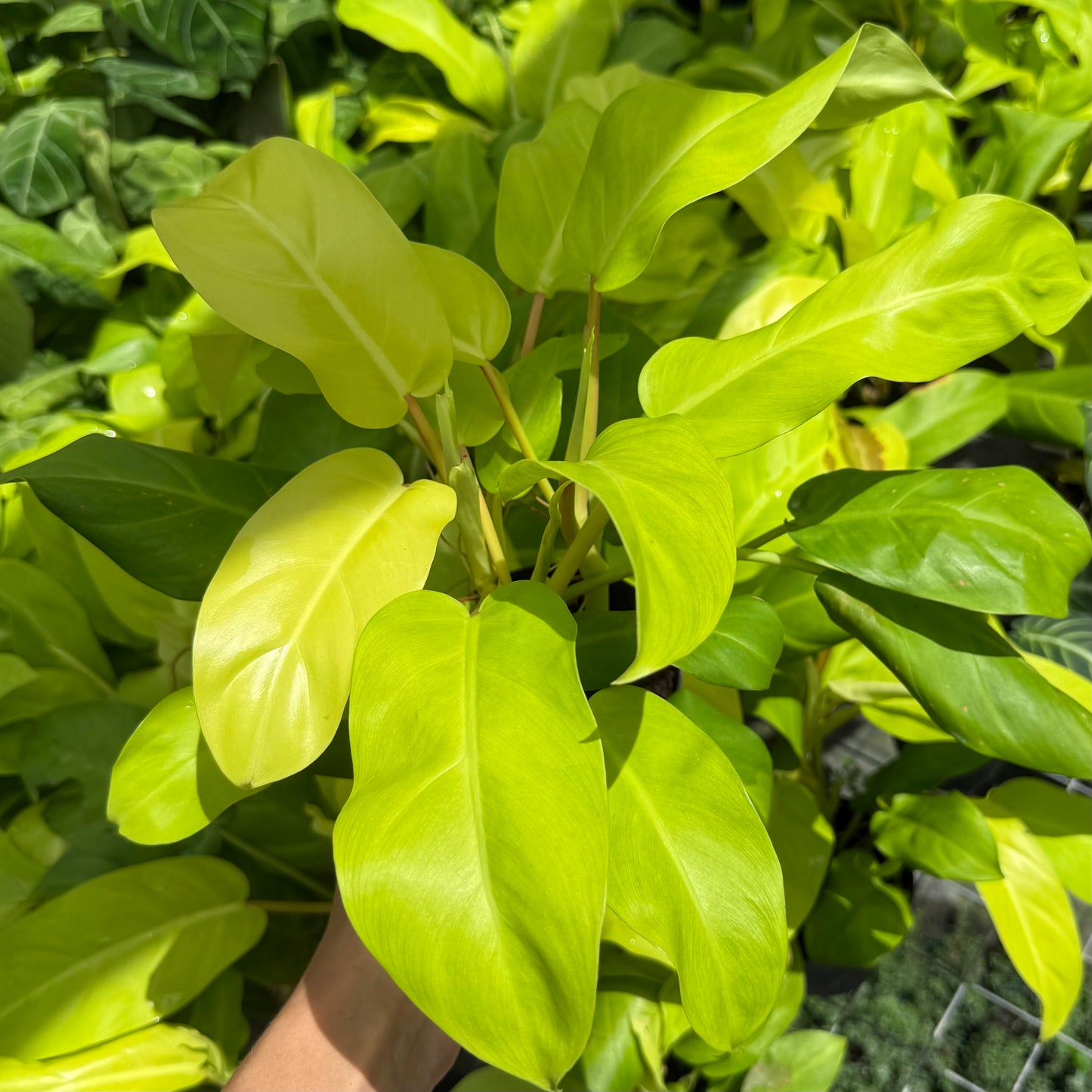 Philodendron Ceylon Beauty 6”