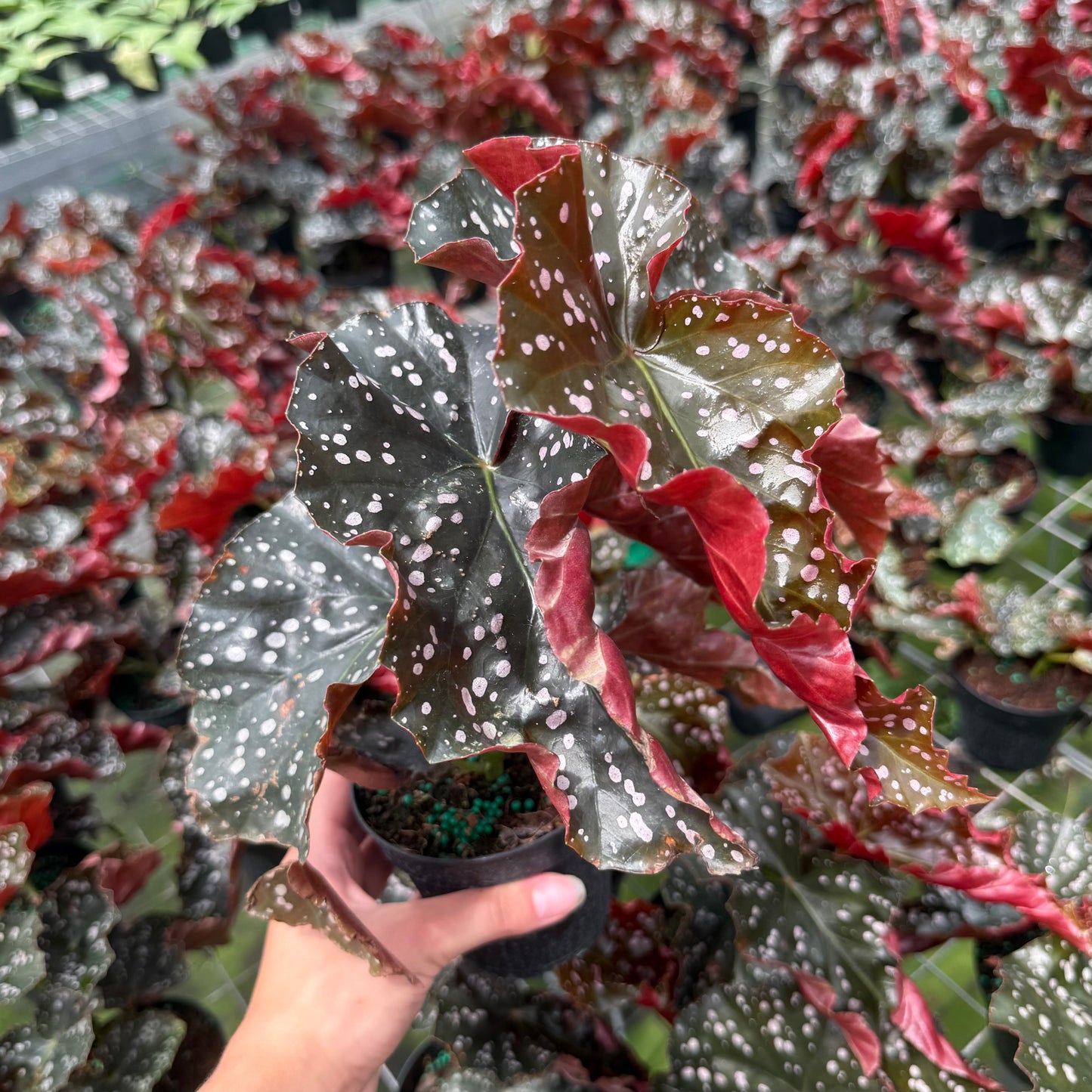 Begonia ‘Cracklin’ Rosie 6”
