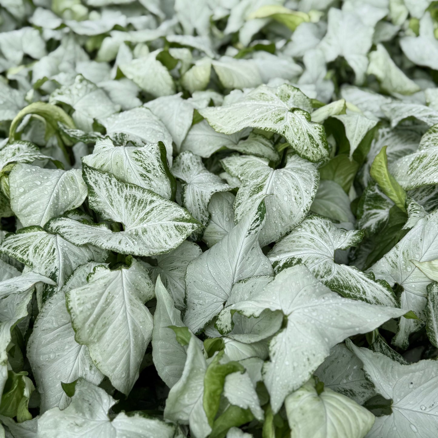 Syngonium White Butterfly 6”