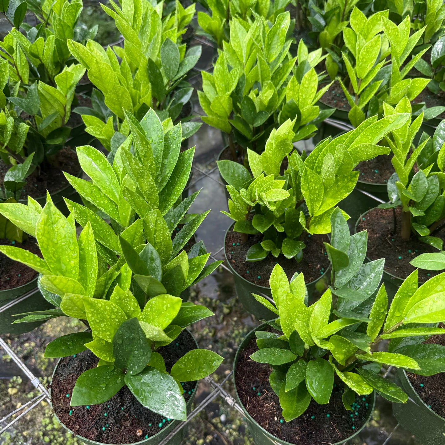 ZZ Plant (Zamioculcas) 6”