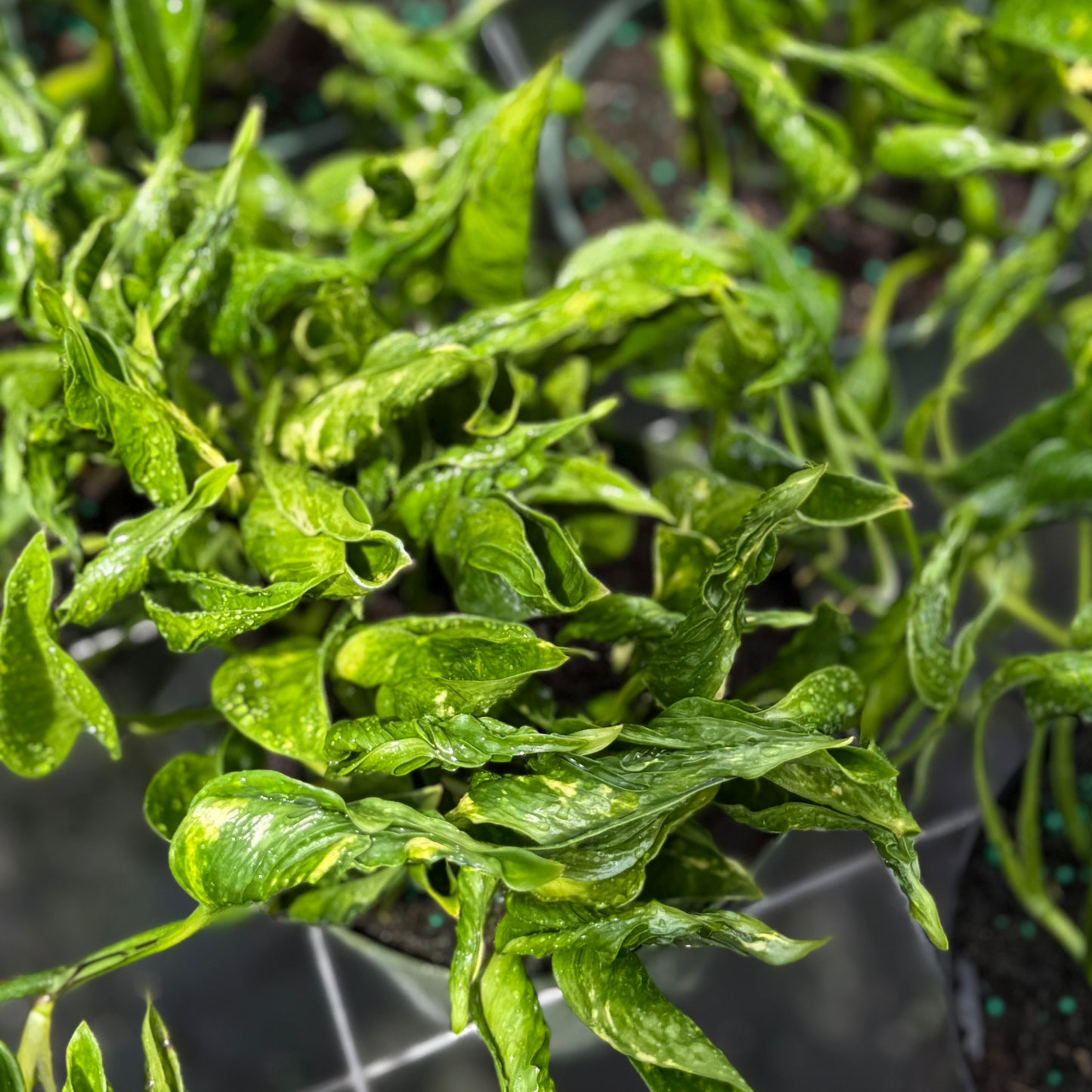 Epipremnum Shangri-La 6”