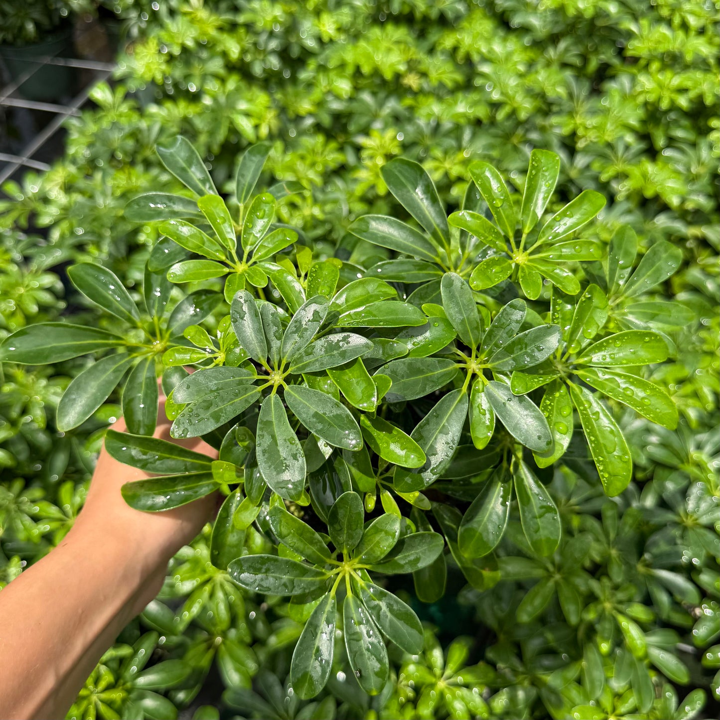Schefflera Arboricola Mini 6”
