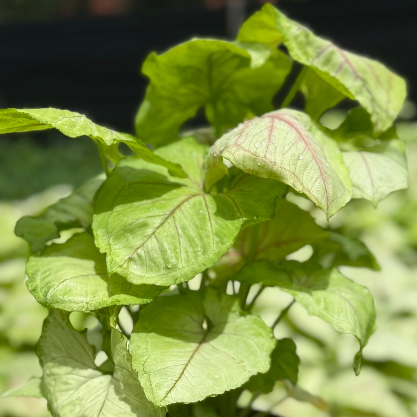 Syngonium Kiwi Delight 6”