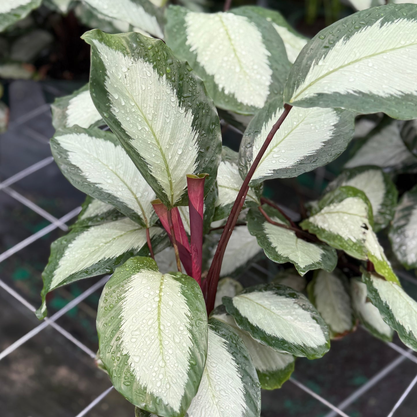 Calathea Royal Standard 6”