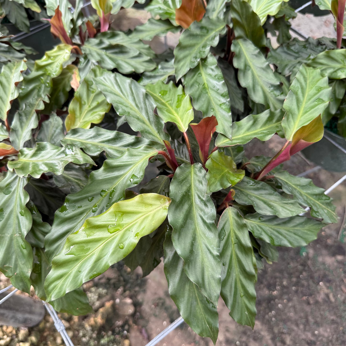 Calathea Rufibarba Velvet