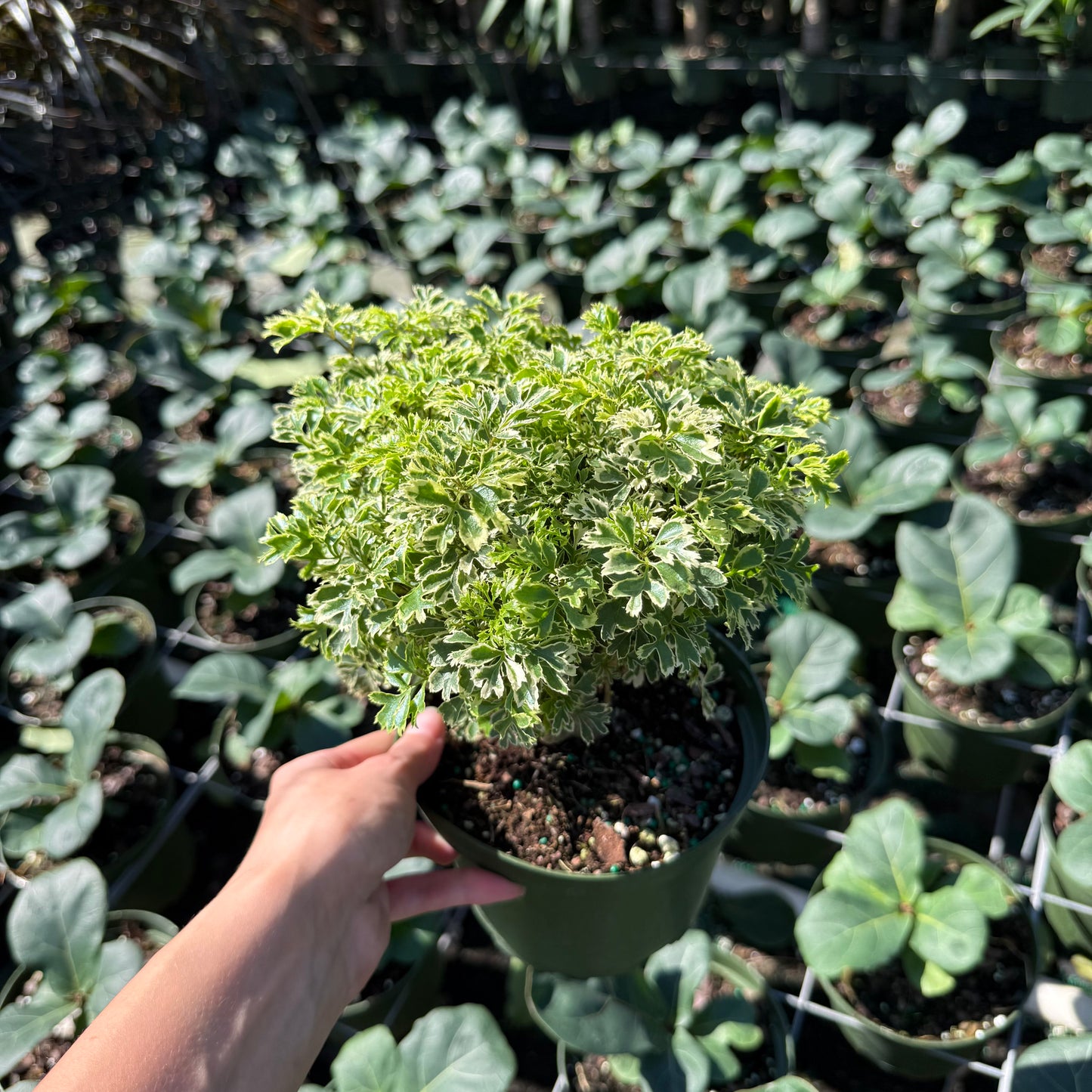 Aralia Ming Stump 6”