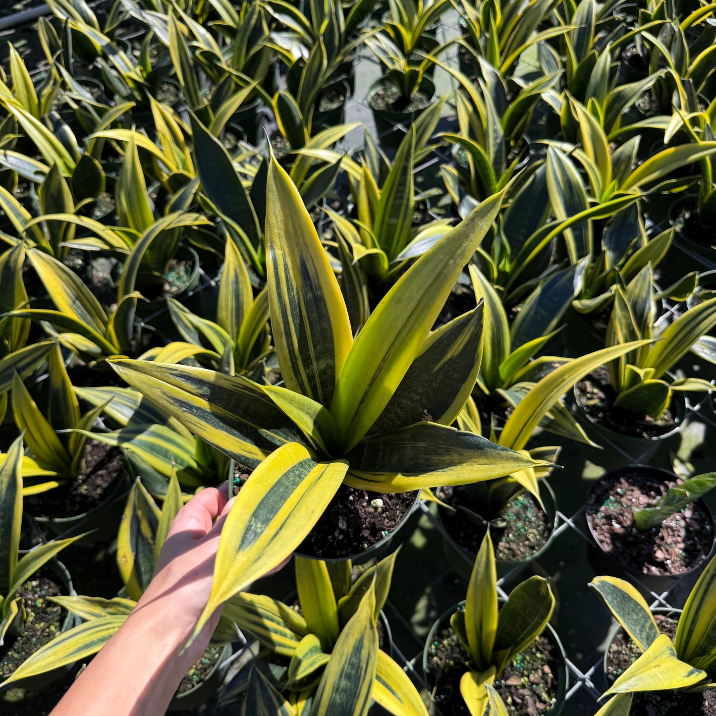 Sansevieria Golden Flame 6"