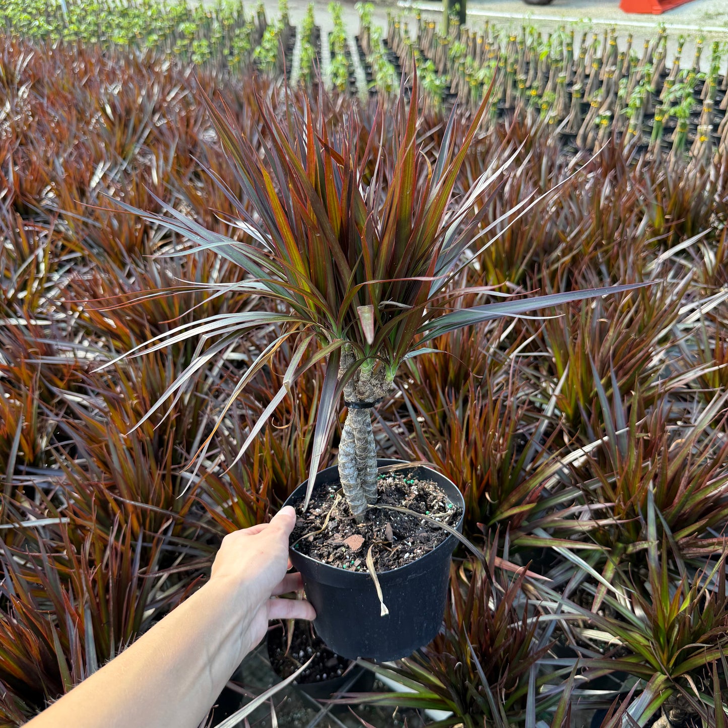 Dracaena Magenta