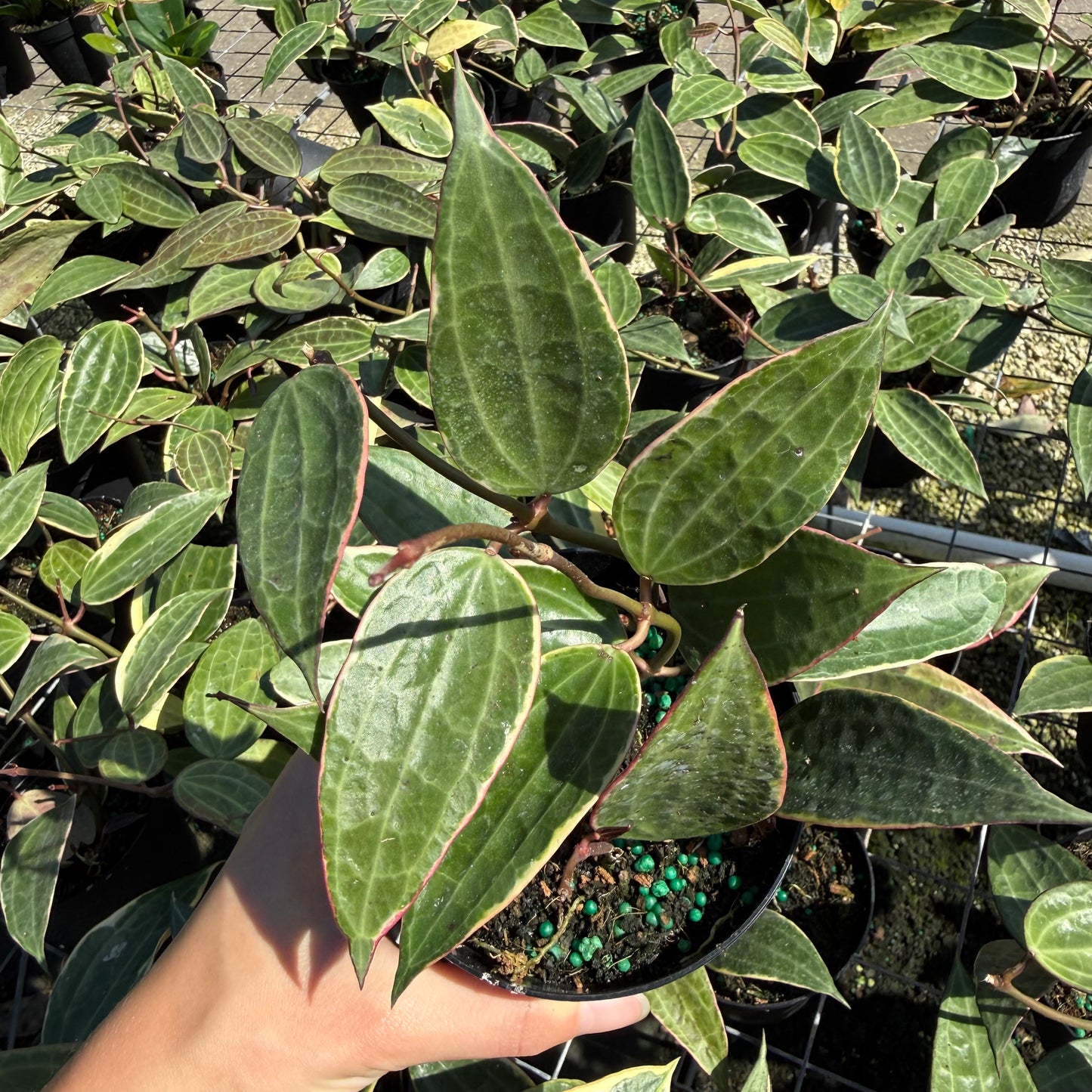 Hoya Macrophylla Variegata 4”