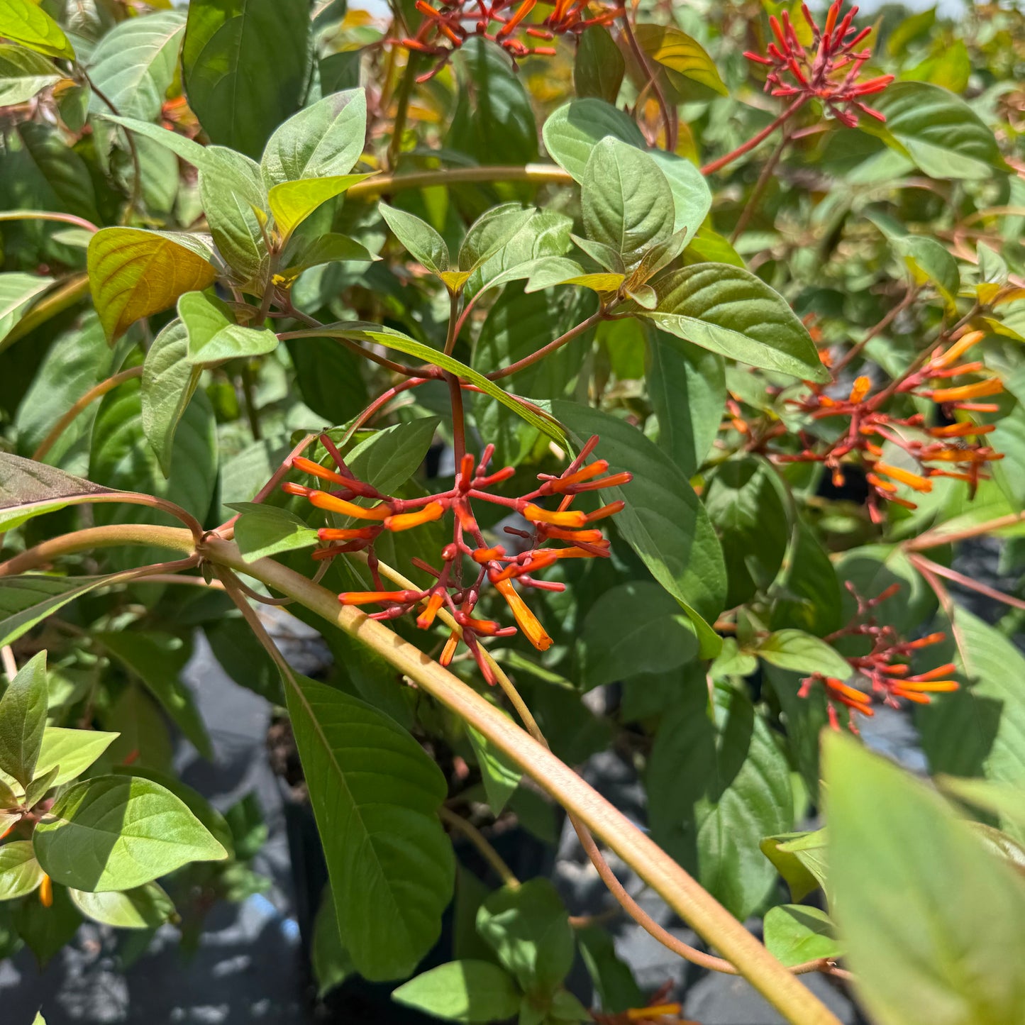 Firebush