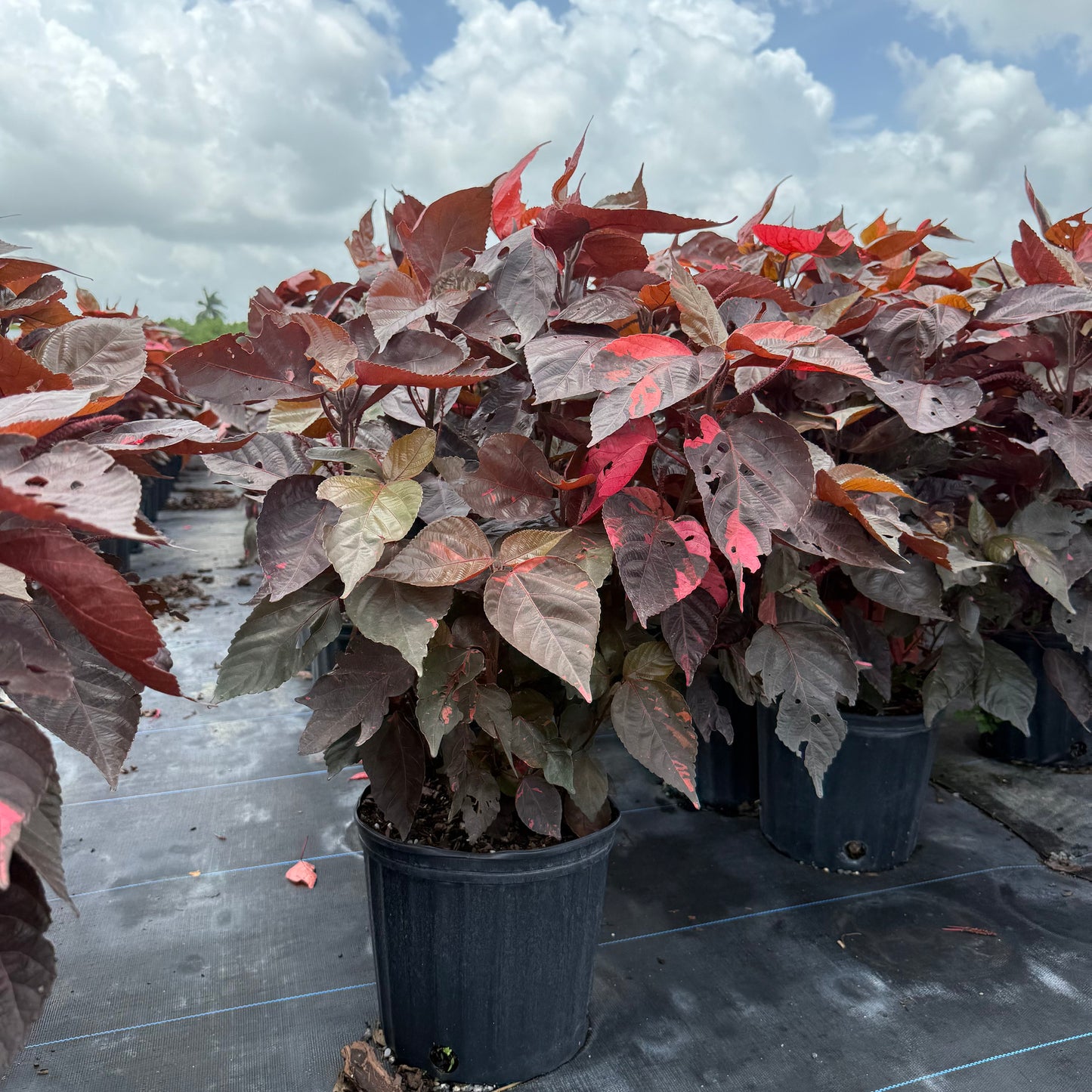 Copper Leaf Luisiana Red