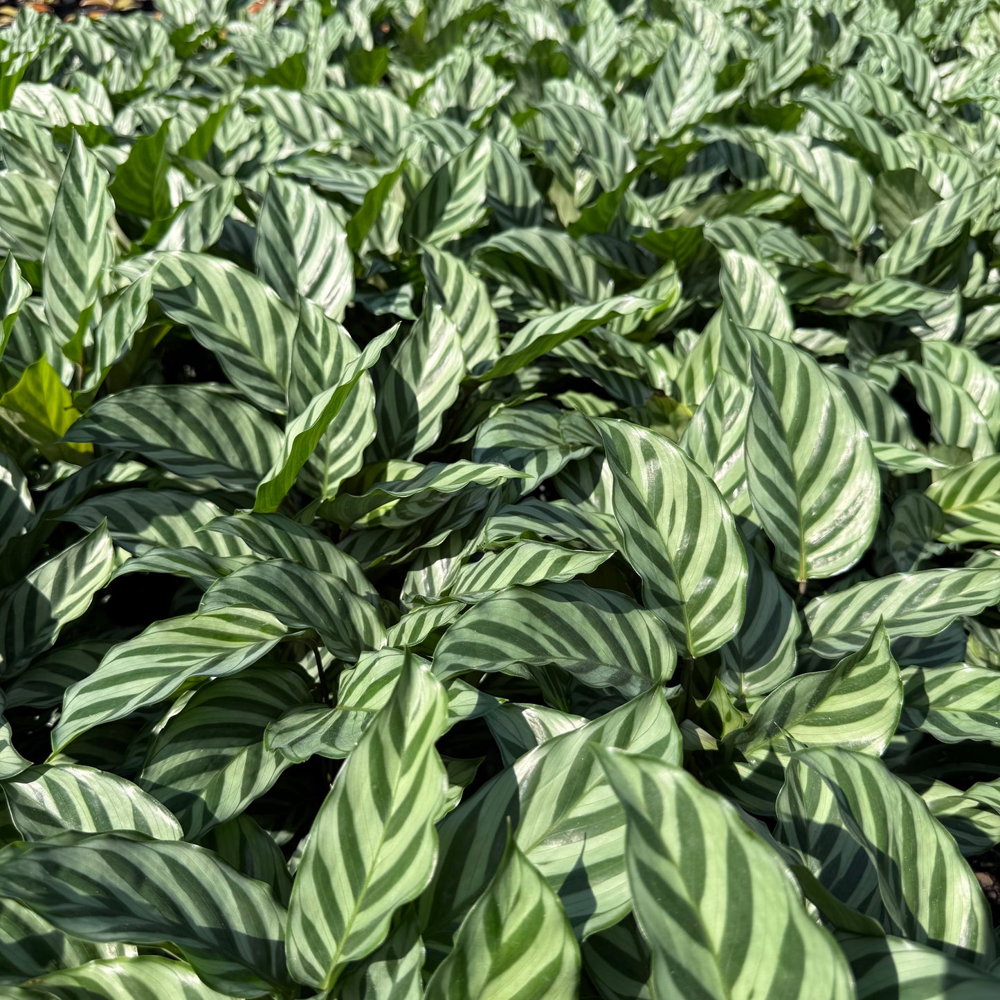 Calathea Concinna Freddie 6”