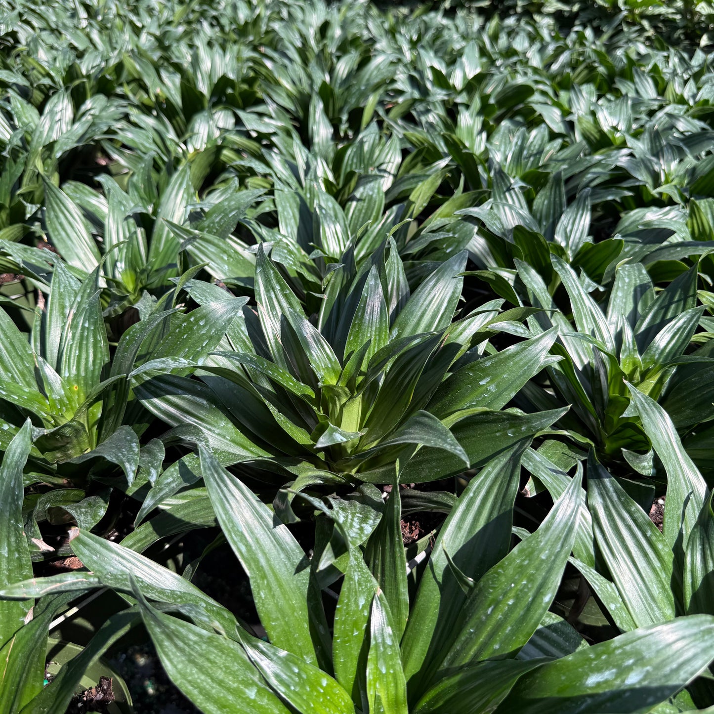 Dracaena Janet Graig Compacta 6''