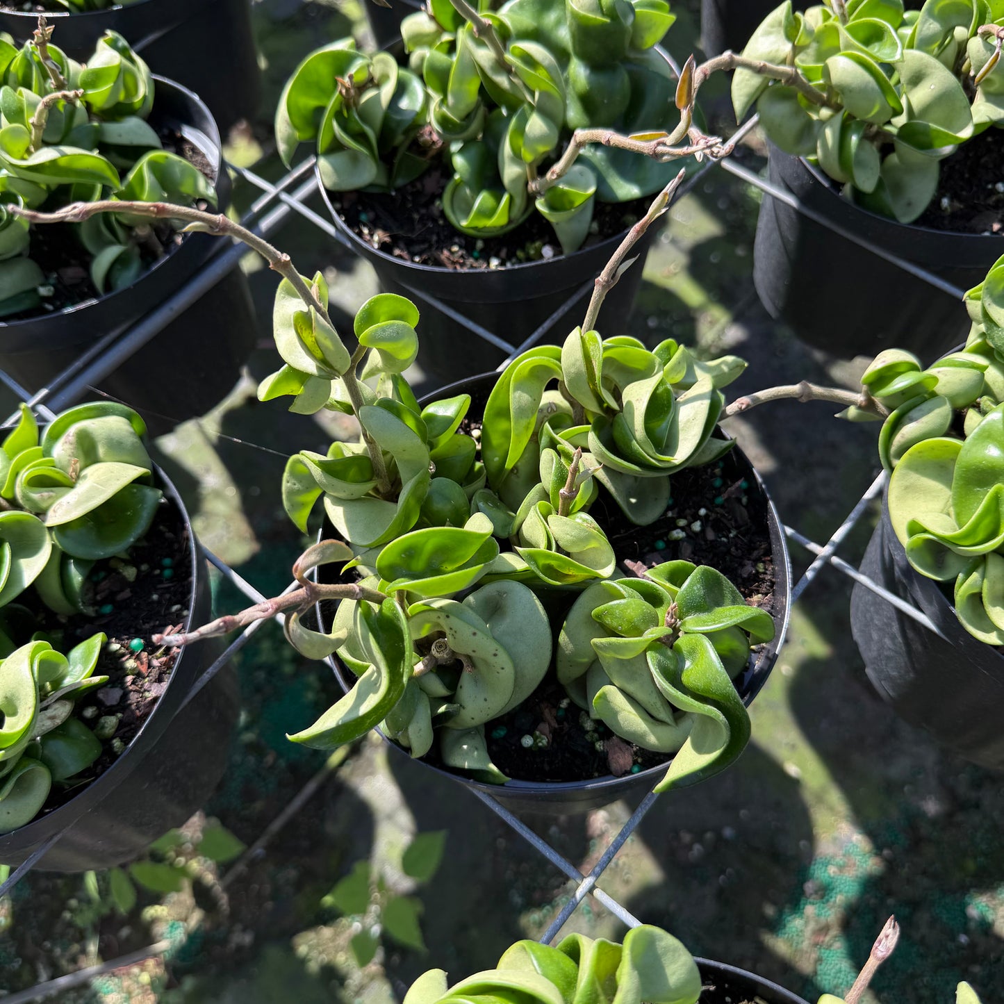 Hoya carnosa (Wax Plant)