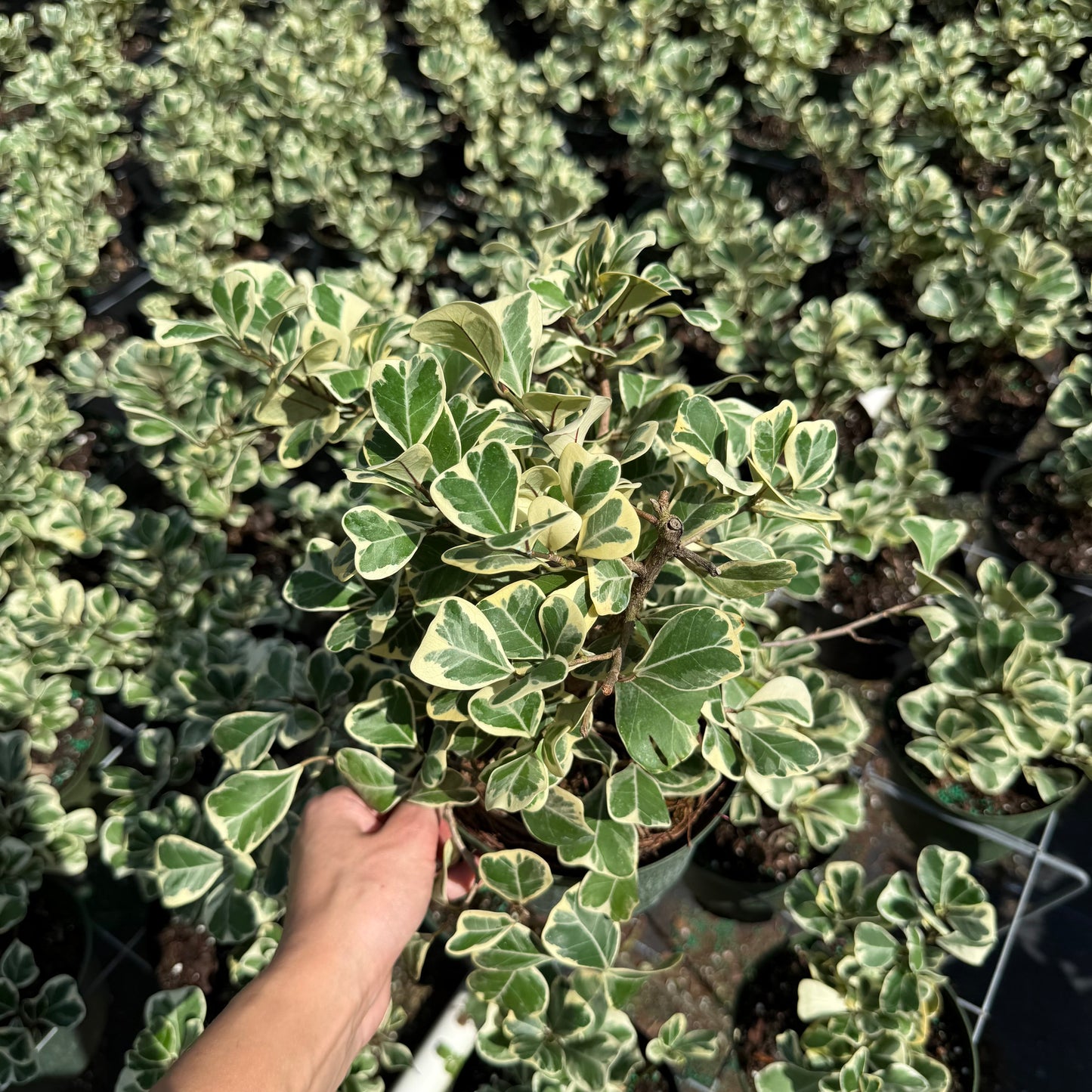Ficus Triangularis