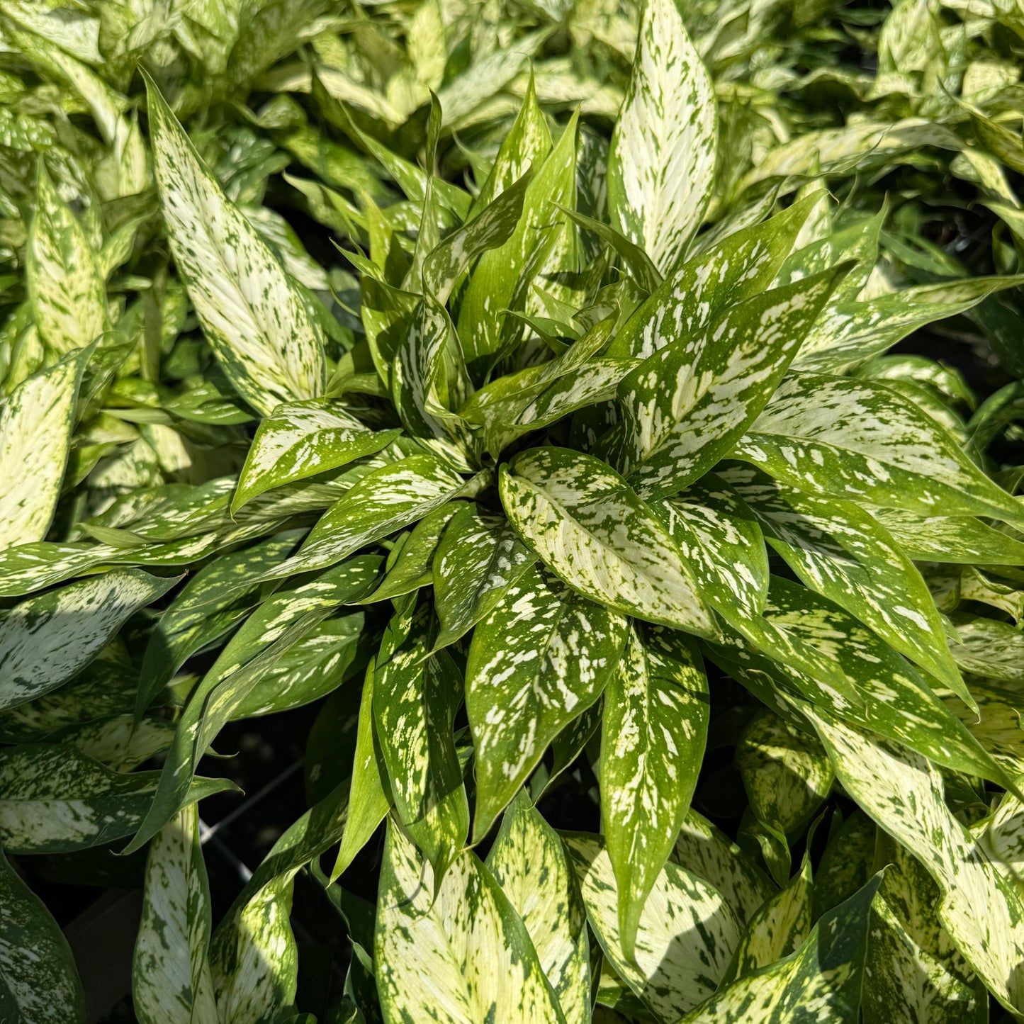 Dieffenbachia Starbright