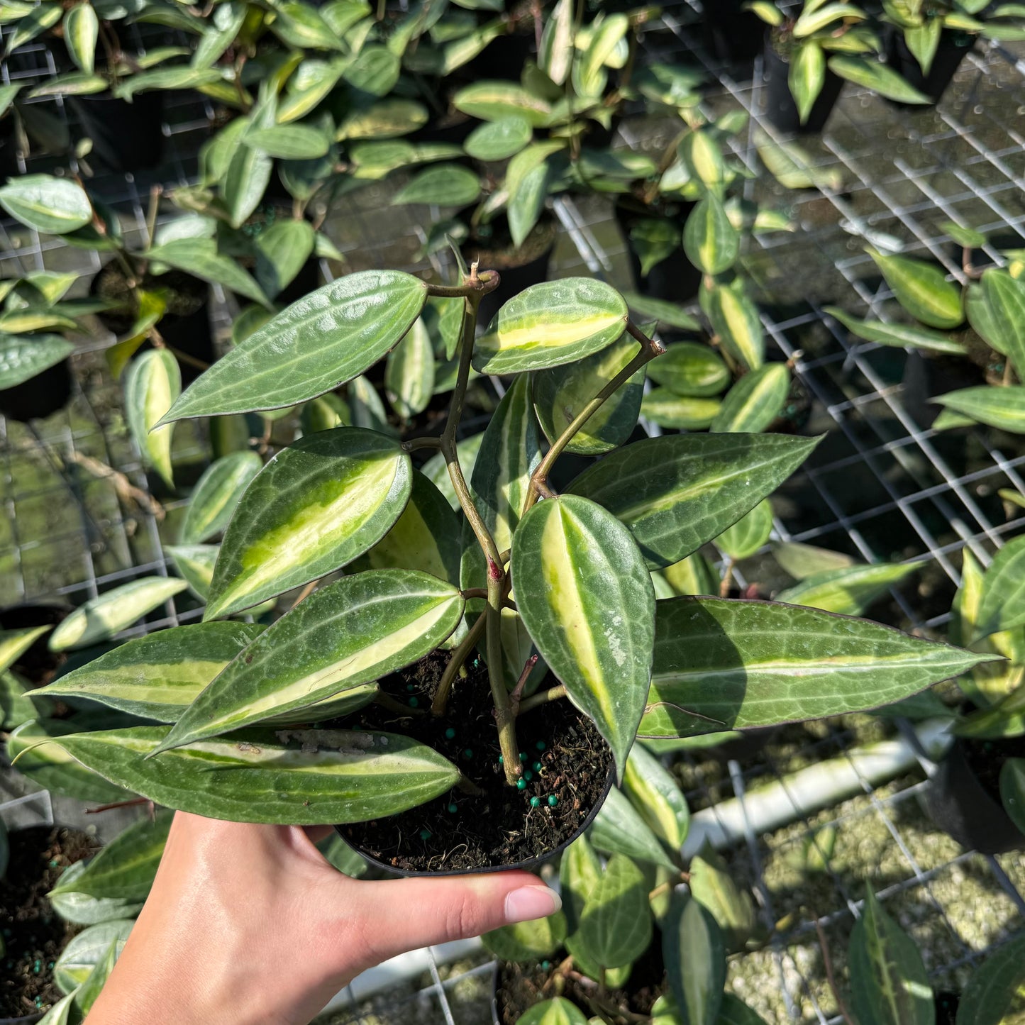 Hoya Pot of Gold 4”