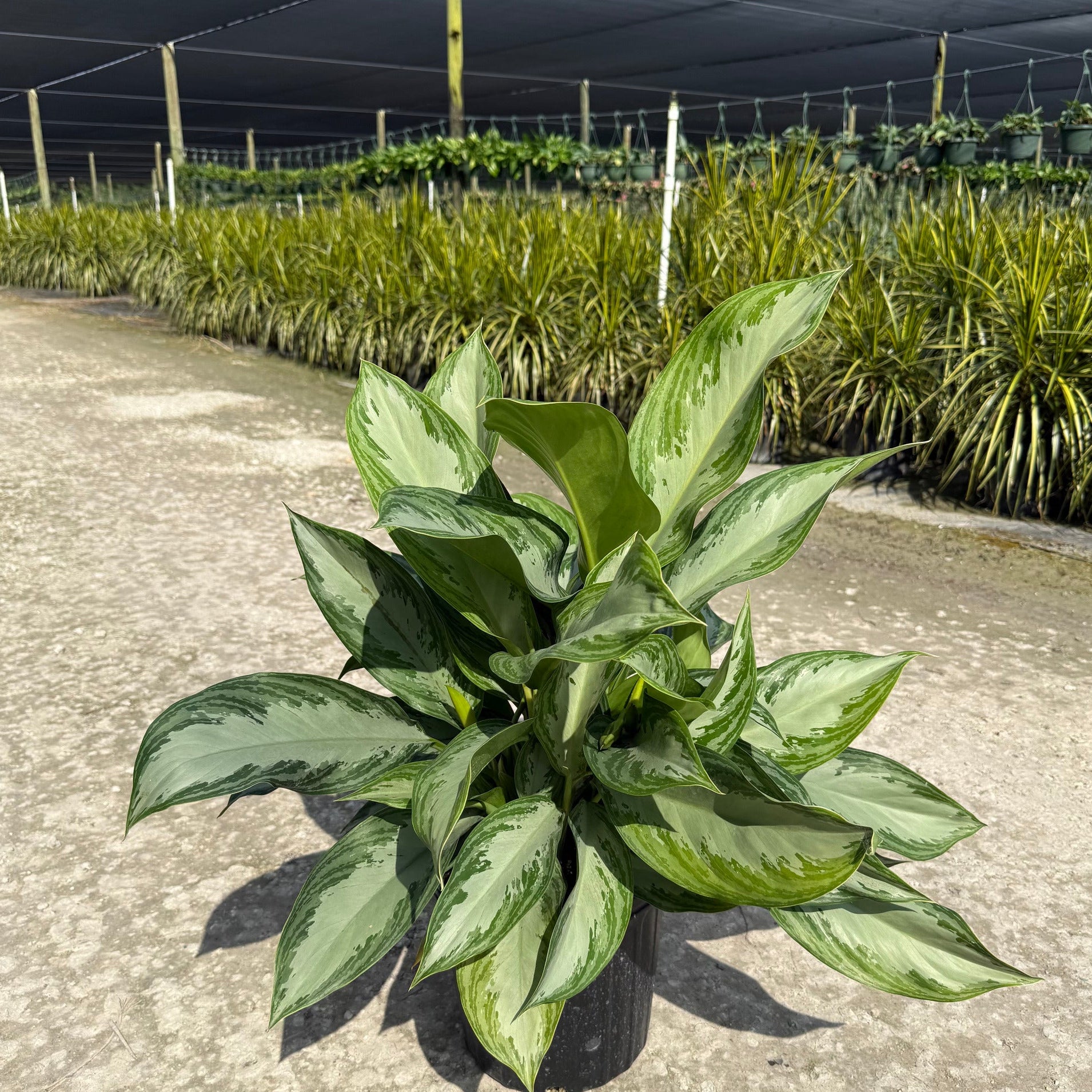 aglaonema golden passion Aglaonema Golden Bay 8" – My Mega Garden