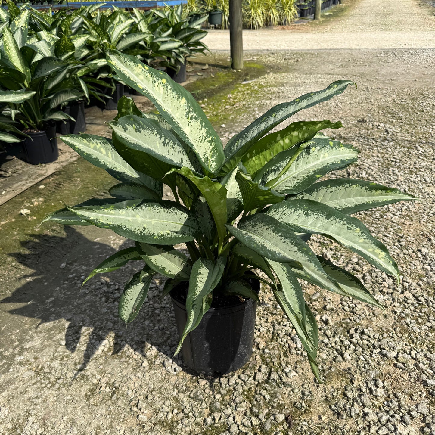 Dieffenbachia Panther