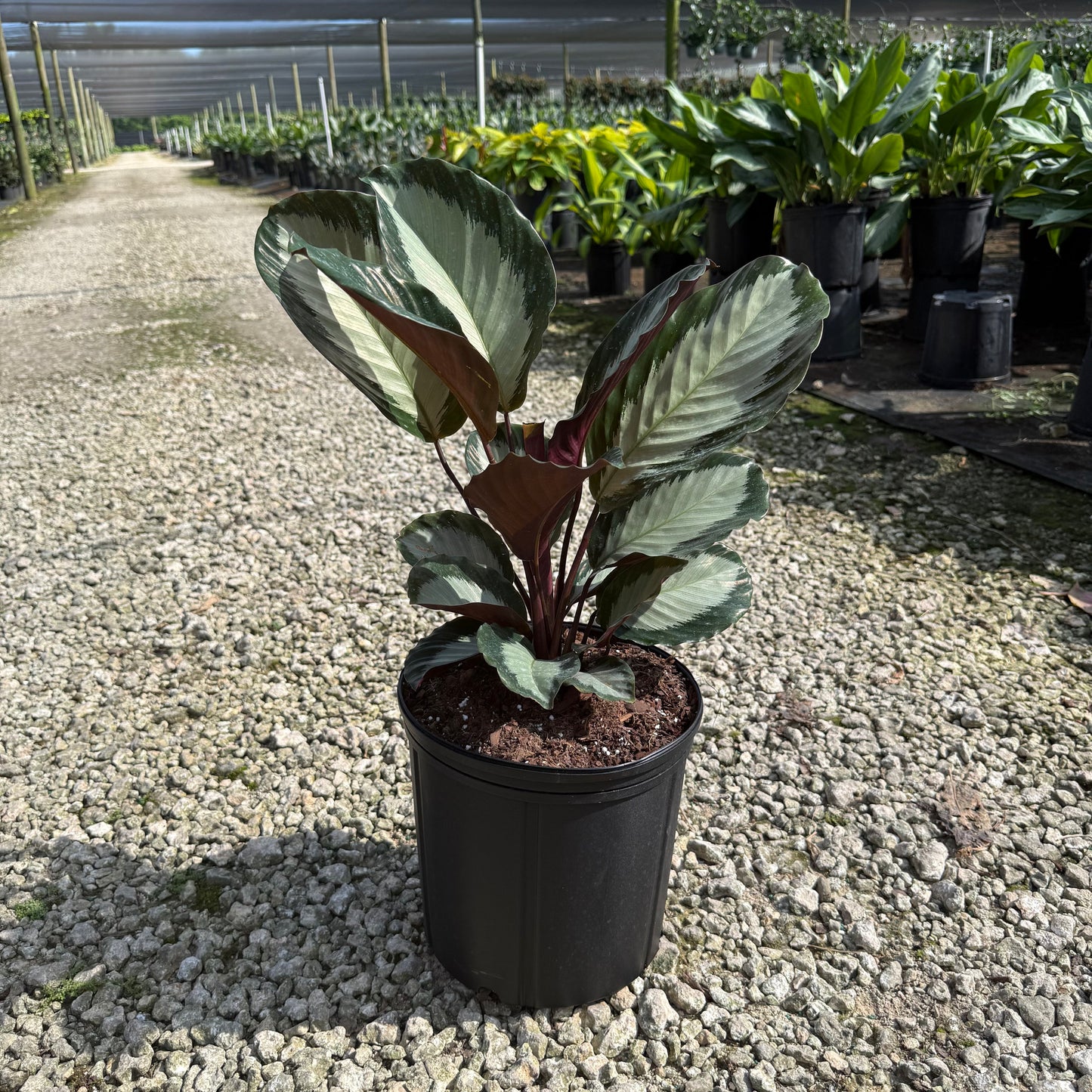 Calathea Royal Standard