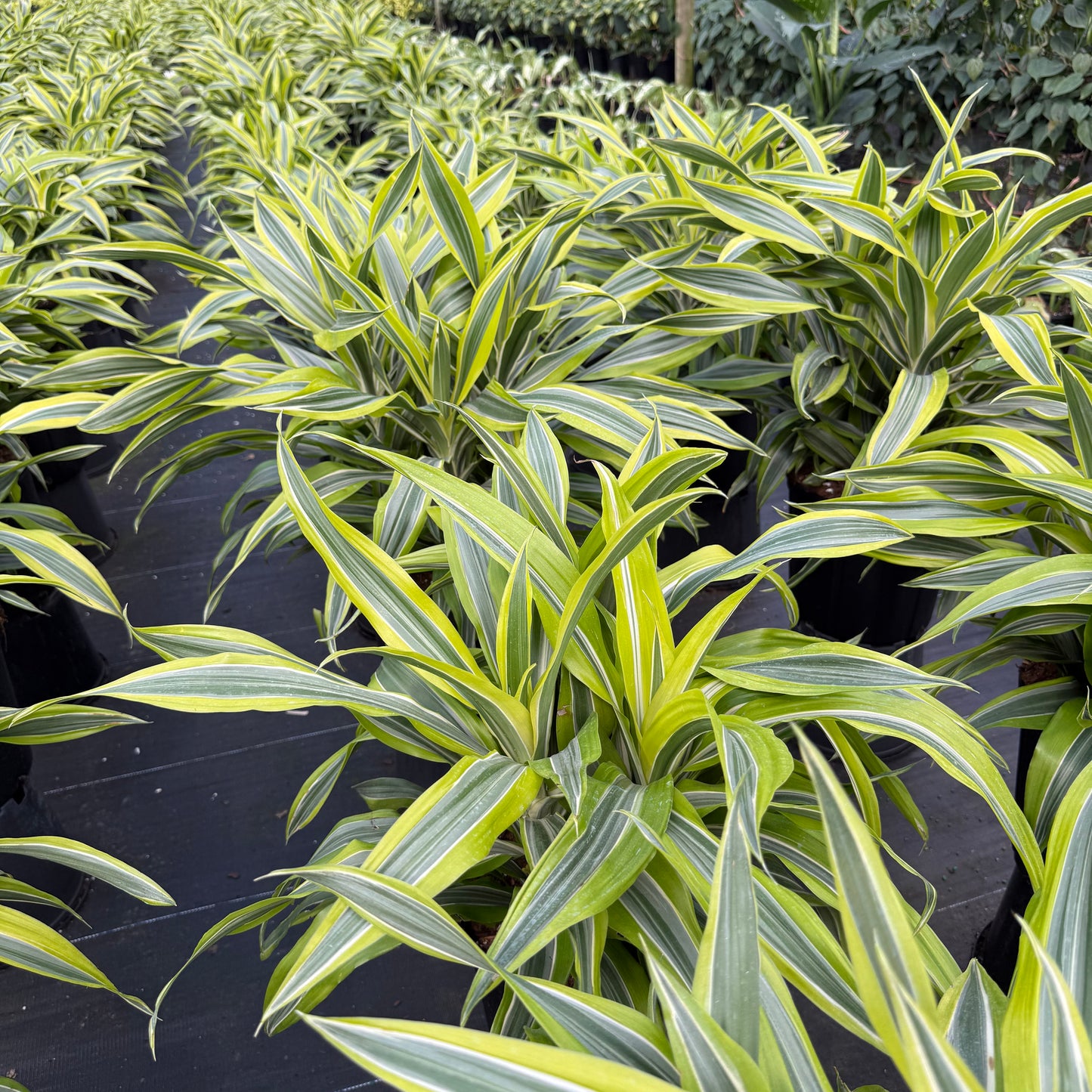 Dracaena Lemon Lime