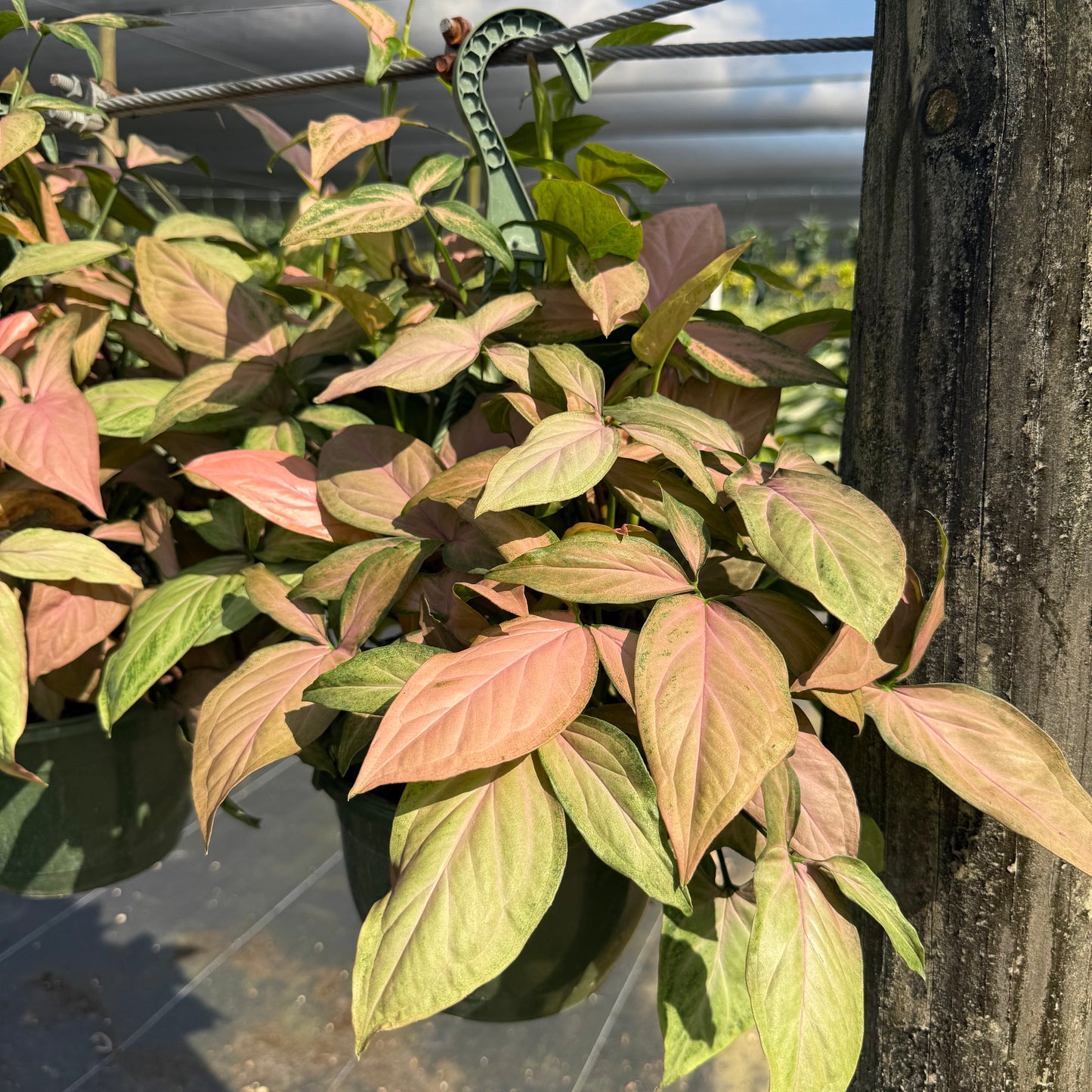 Syngonium Neon Robusta