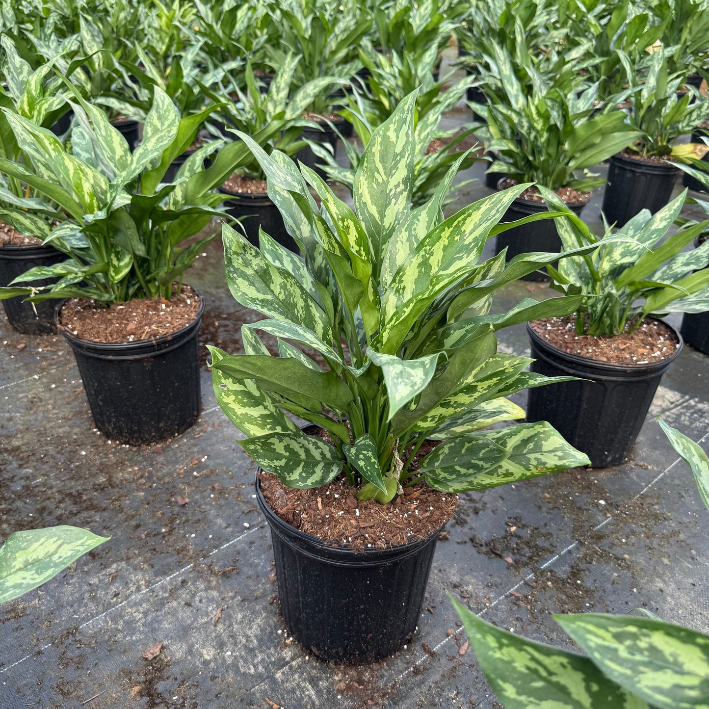 Aglaonema Mary Ann