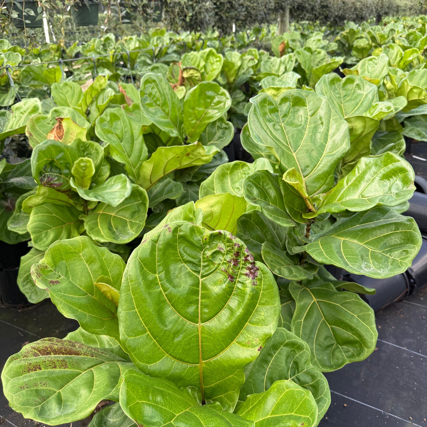 Ficus Lyrata