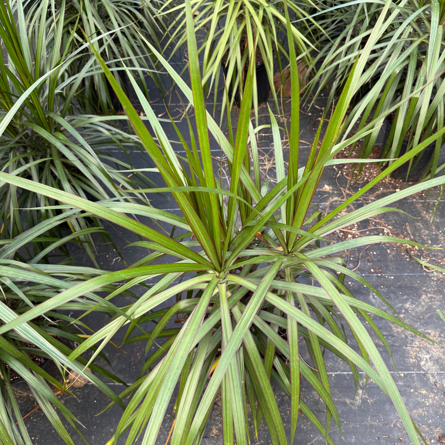 Dracaena Marginata