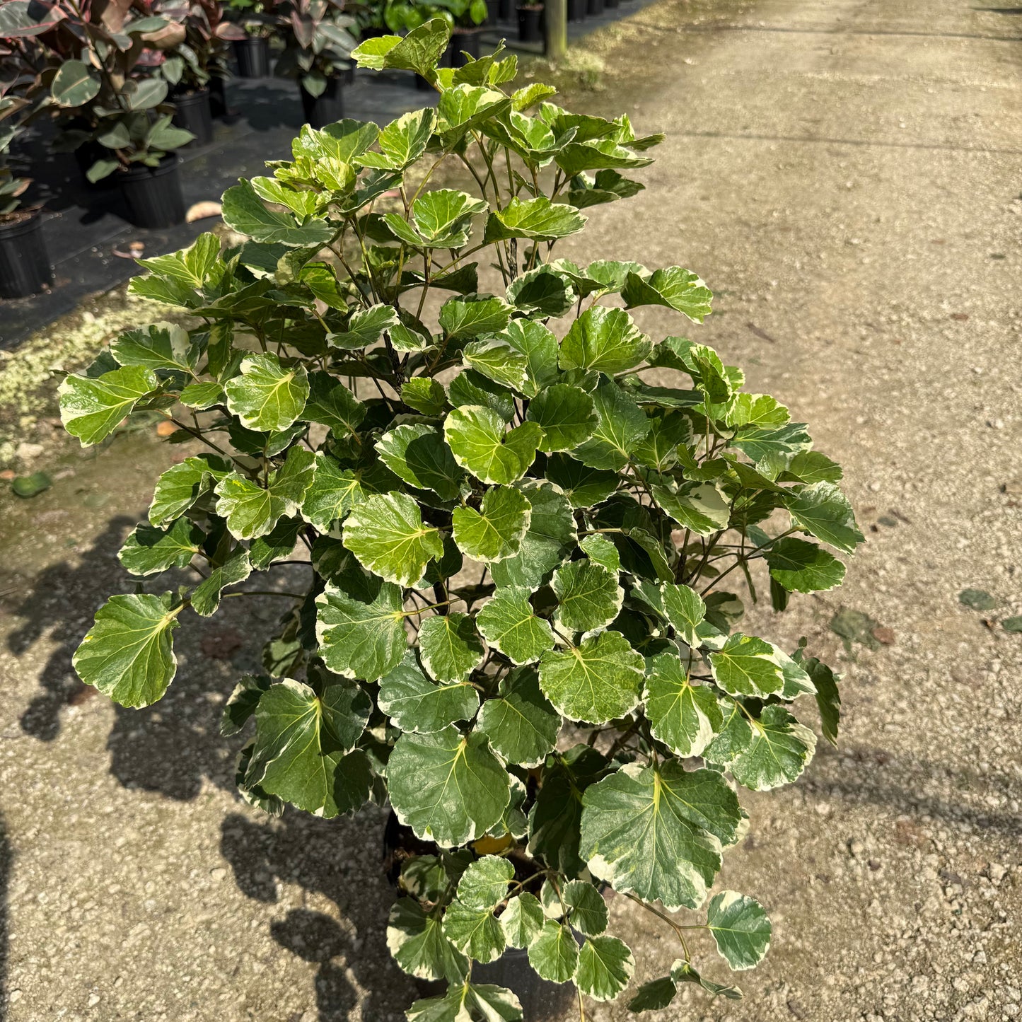 Aralia Balfour Variegata 8”