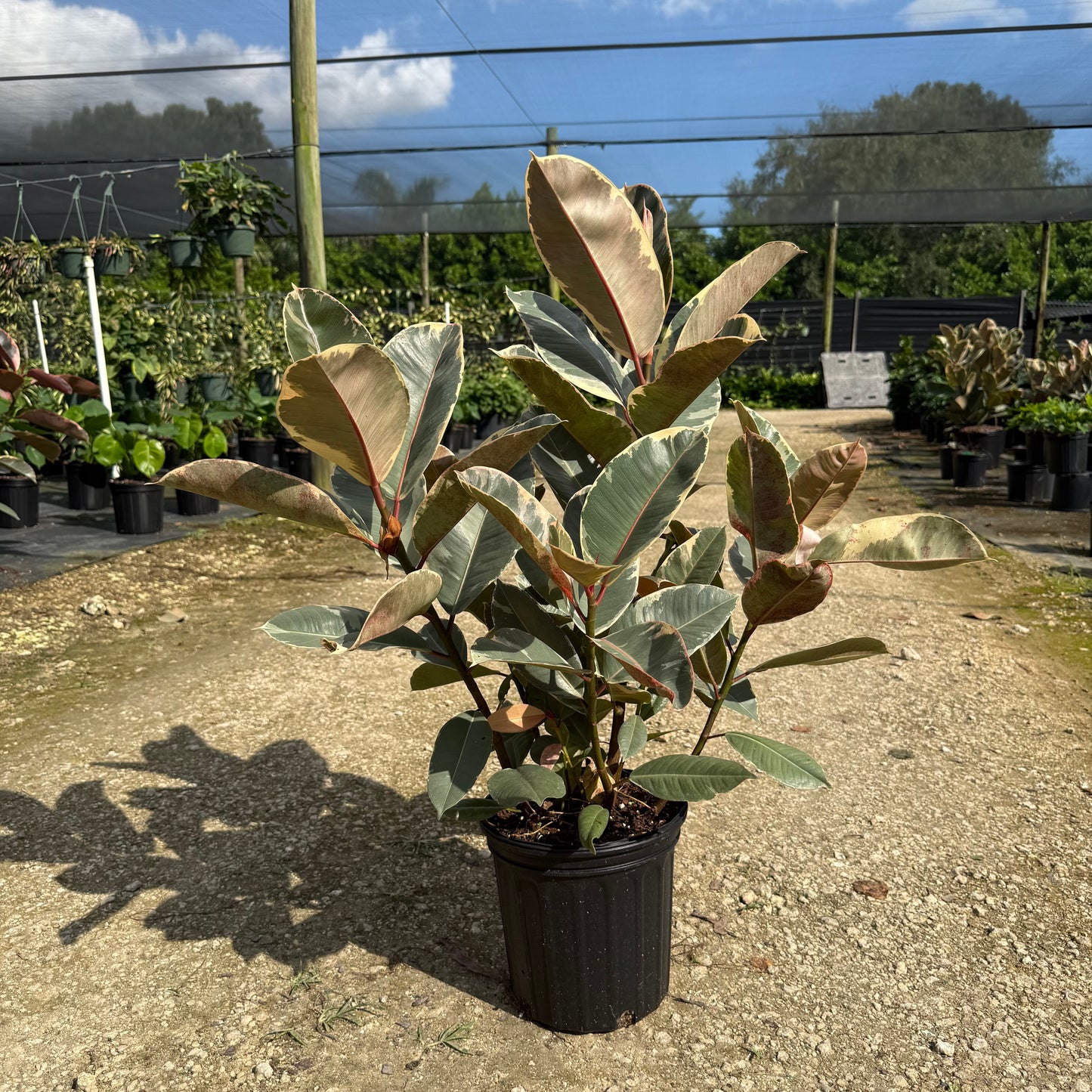 Ficus elastica Tineke