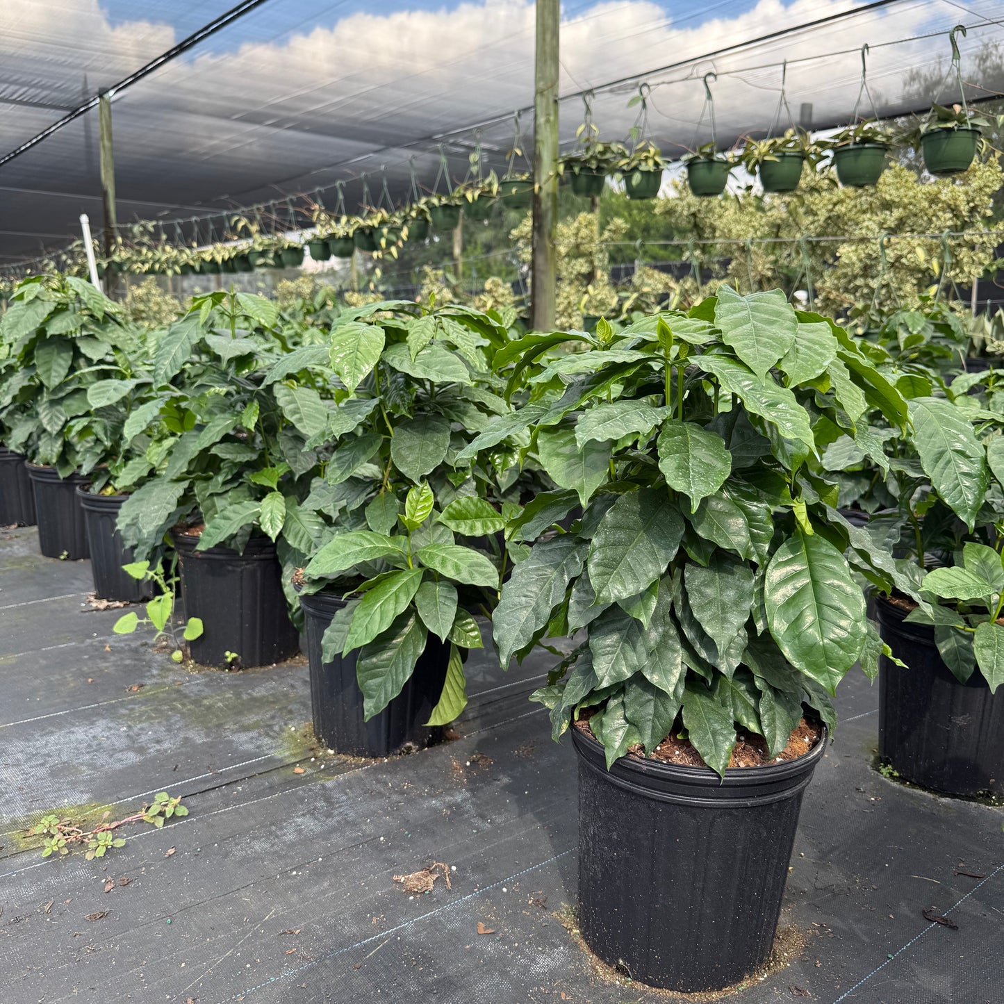 Coffee Plant Arabica