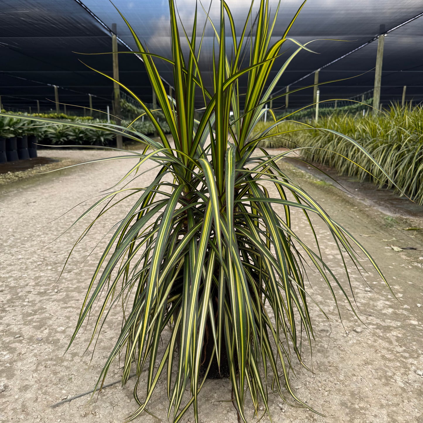 Dracaena marginata Kiwi 8"
