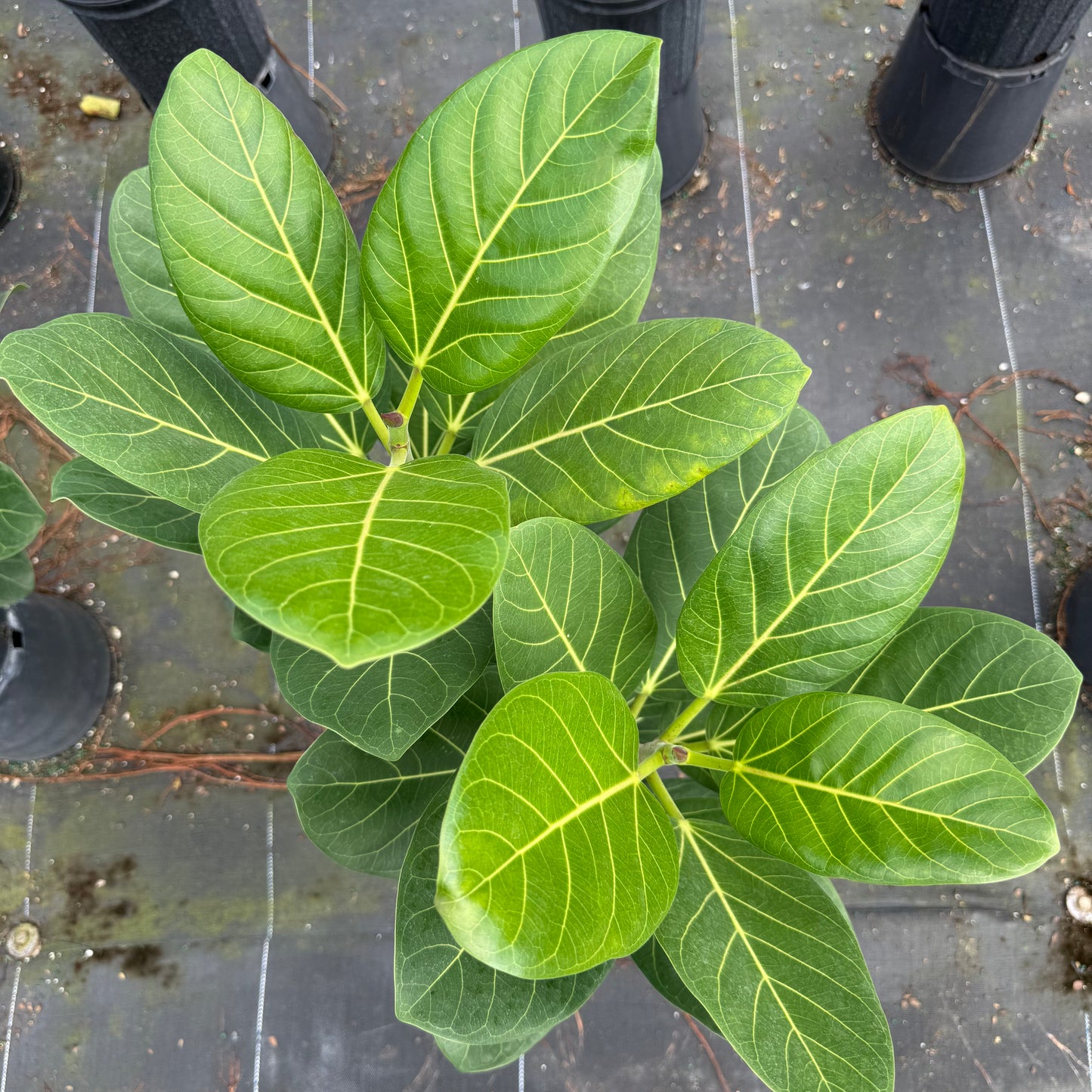 Ficus Audrey