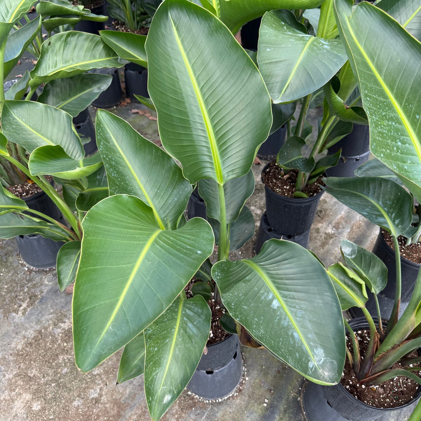 White Bird of Paradise