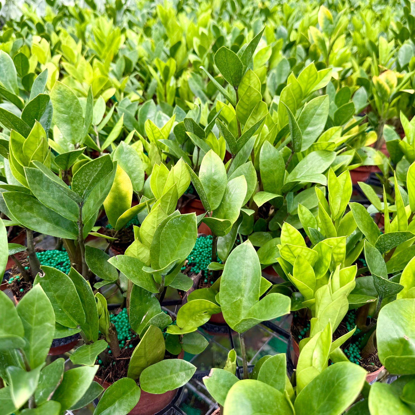 ZZ Plant (Zamioculcas) 6”