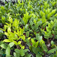 ZZ Plant (Zamioculcas) 6”