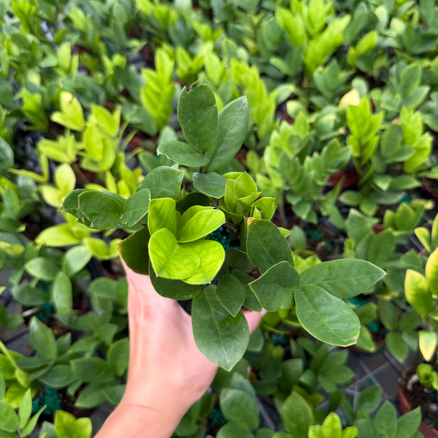 ZZ Plant (Zamioculcas) 6”