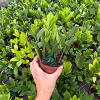 ZZ Plant (Zamioculcas) 6”