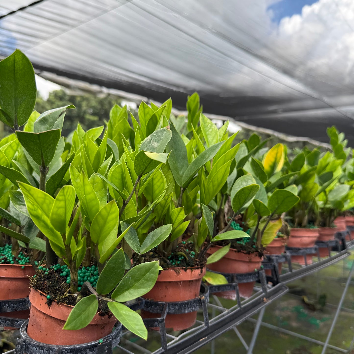 ZZ Plant (Zamioculcas) 6”