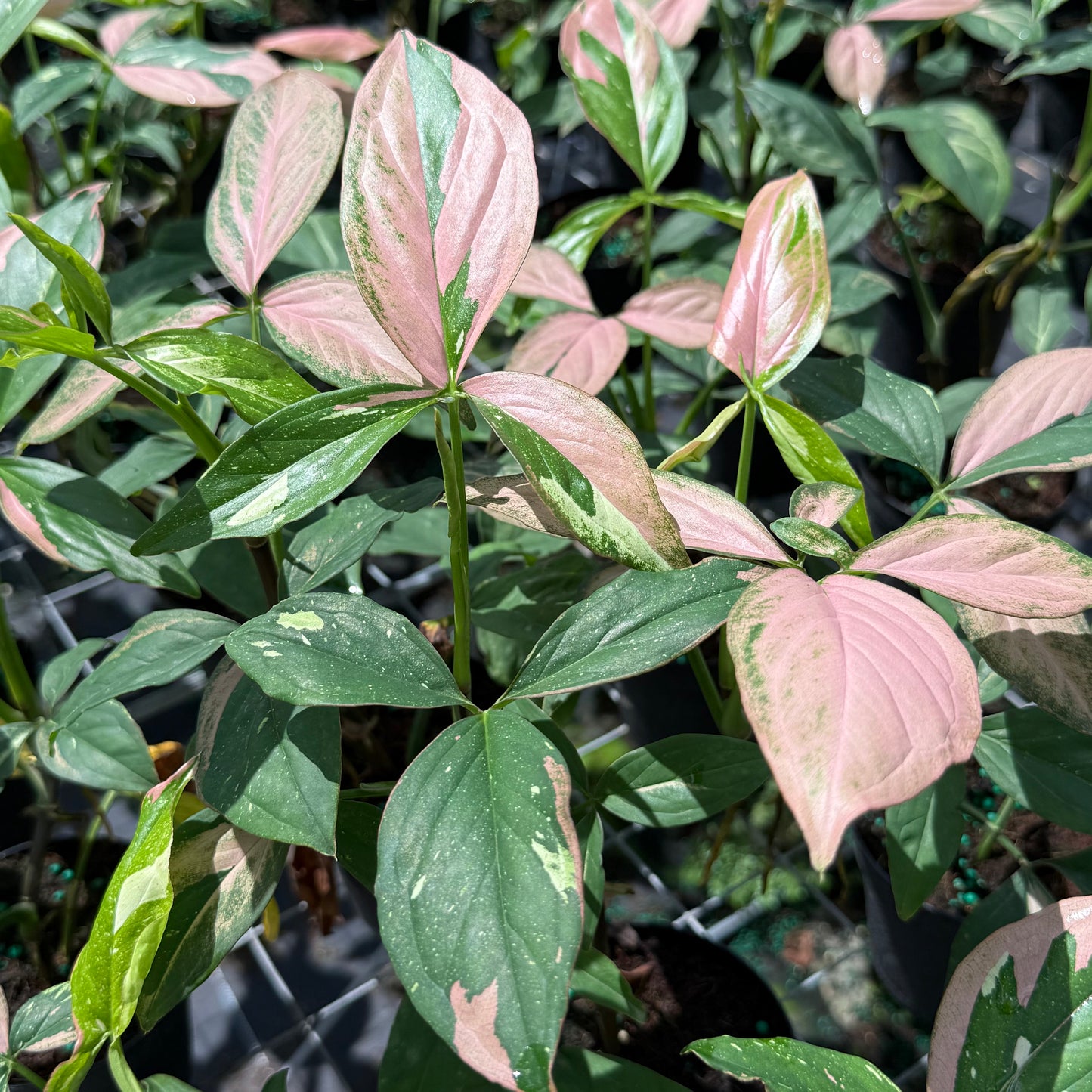 Syngonium Tricolor 4”
