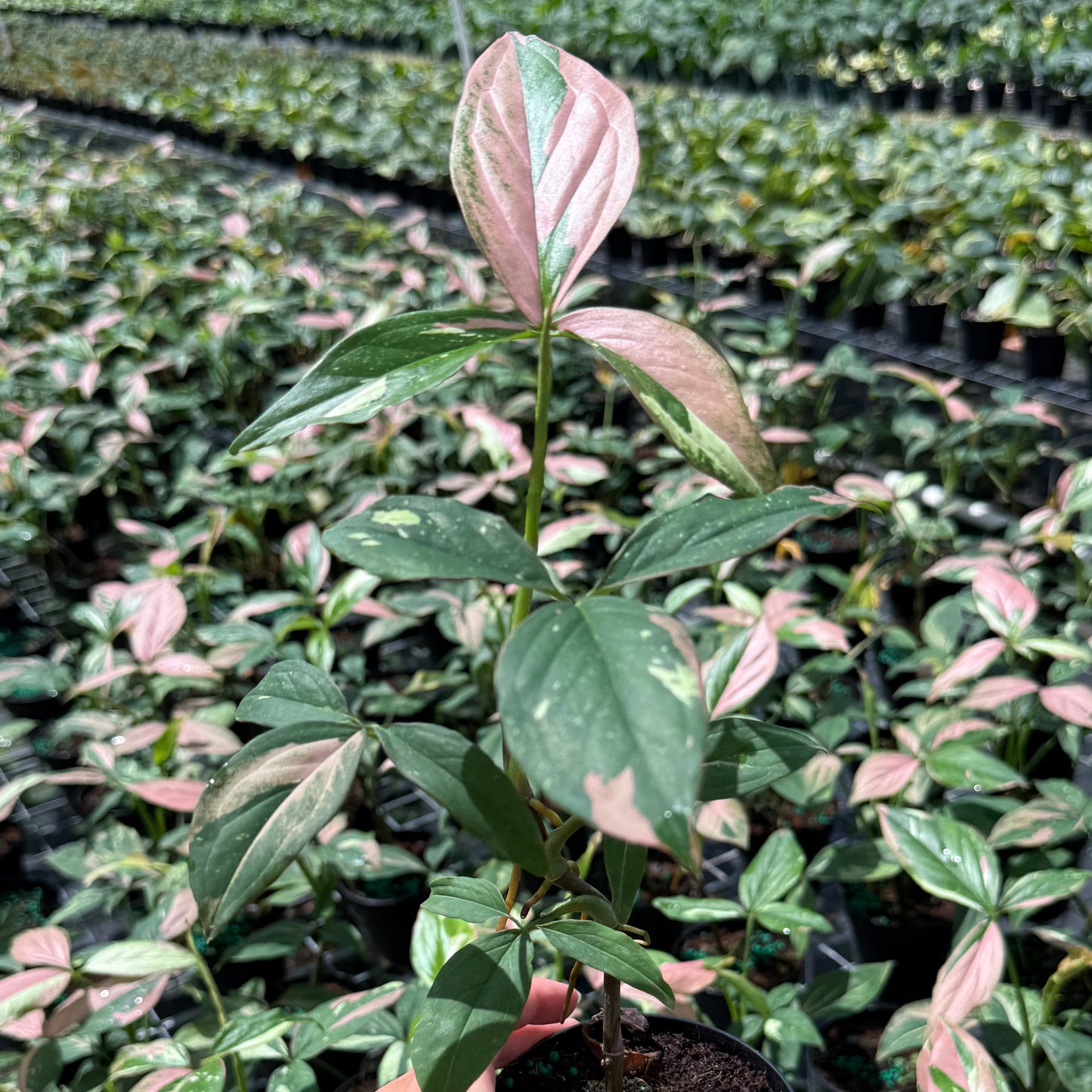 Syngonium Tricolor 4”