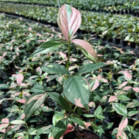 Syngonium Tricolor 4”