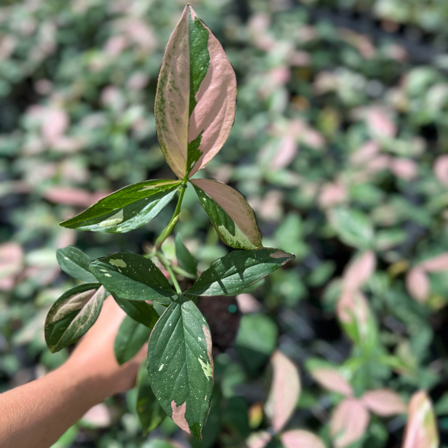 Syngonium Tricolor 4”
