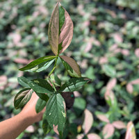 Syngonium Tricolor 4”