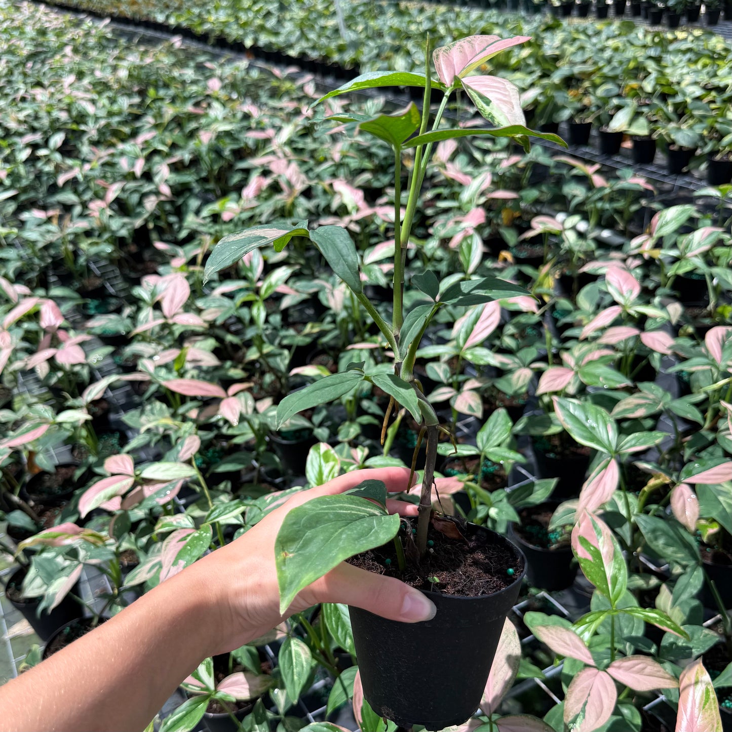 Syngonium ‘Pink Splash’