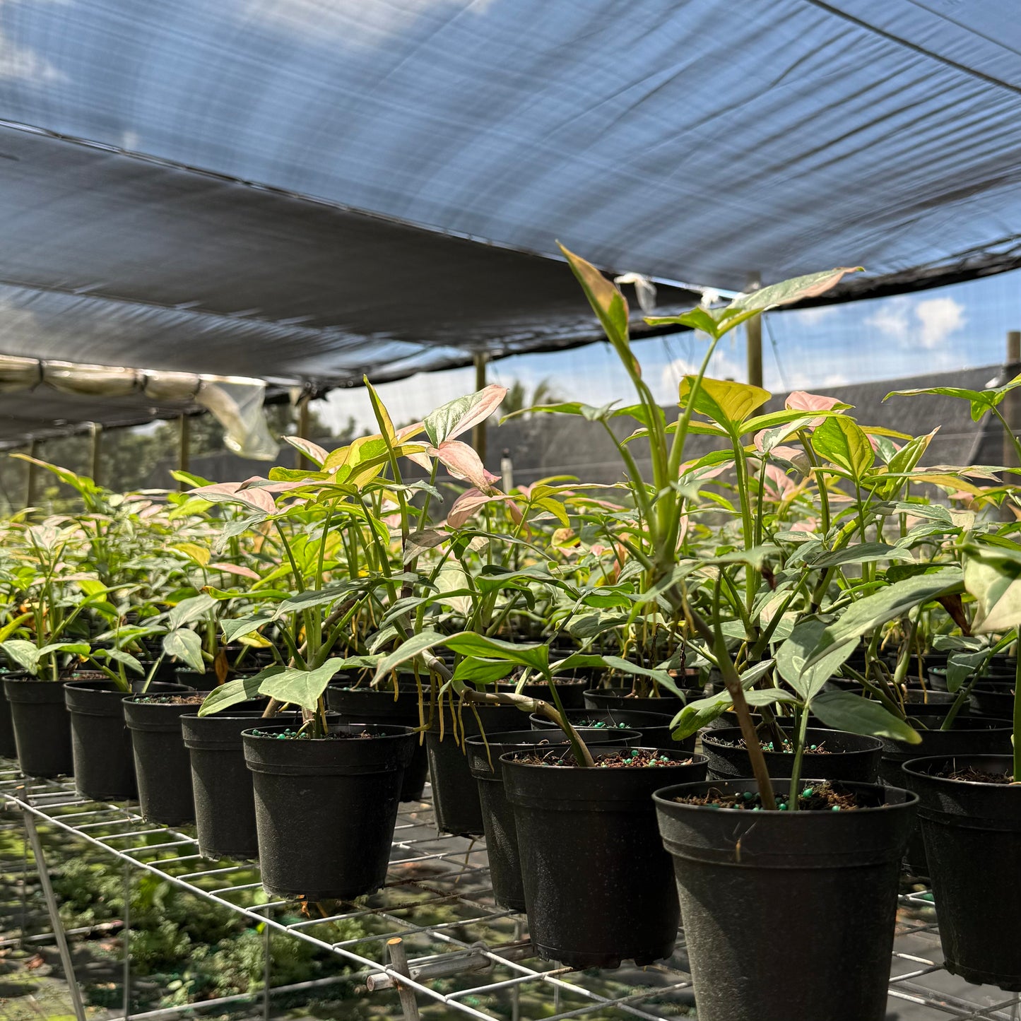 Syngonium Tricolor 4”