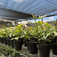 Syngonium Tricolor 4”
